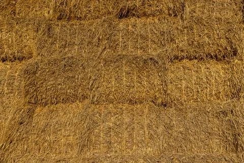 Rectangular stacks of straw in the field , stacked one on one stack of whea.. 写真素材