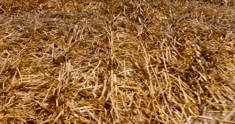 Rectangular stacks of straw stacked together for long-term storage, close up, 스톡 동영상 311902913