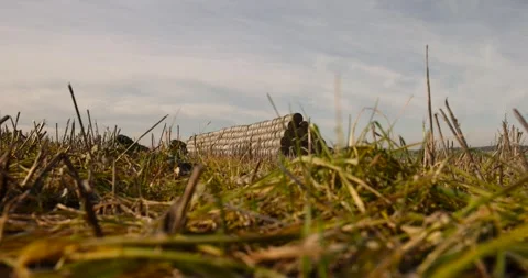 Rectangular stacks of straw stacked together for storage, blue sky, stacked one Stock Footage 311908155