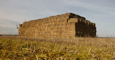 Rectangular stacks of straw stacked together for storage in the field , stacked 스톡 동영상 312159186