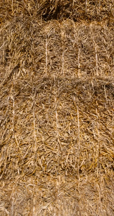 Rectangular stacks of straw stacked together for storage, close up, stacked one Vídeos de archivo 312417662