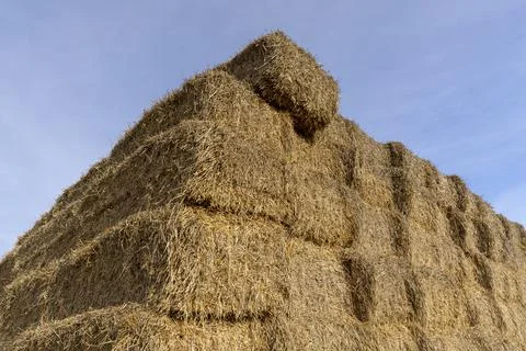 Rectangular stacks of straw stacked together for long-term storage, stacked o 스톡 사진