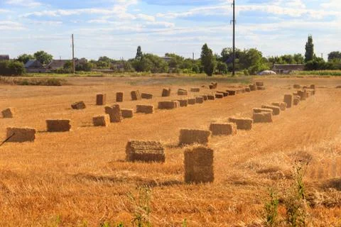 Rectangular straw bales on a field after the grain harvest Foto stock