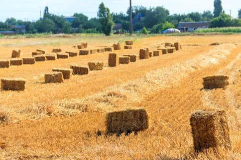 Rectangular straw bales on a field after the grain harvest Stockfoto's