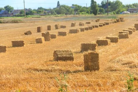 Rectangular straw bales on a field after the grain harvest 库存照片