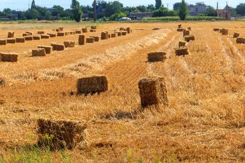 Rectangular straw bales on a field after the grain harvest Foto stock