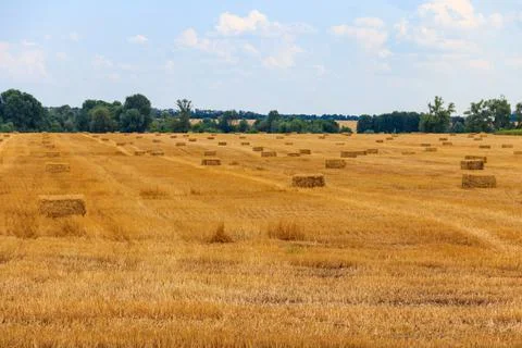Rectangular straw bales on a field after the grain harvest 库存照片