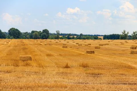 Rectangular straw bales on a field after the grain harvest Stockfoto's