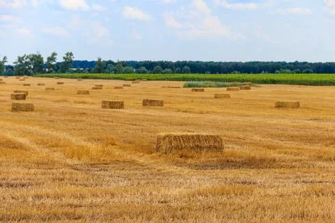 Rectangular straw bales on a field after the grain harvest Foto stock