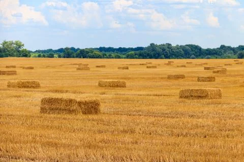 Rectangular straw bales on a field after the grain harvest Stockfoto's