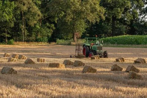 Rectangular straw bales on a field in the Netherlands during sunset. Stock Photos