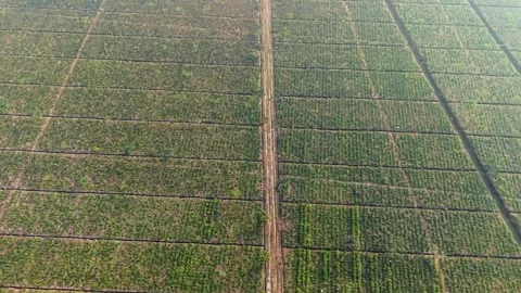 Rectangular tea plots in organized grid pattern seen from directly above Stock Footage 319295874