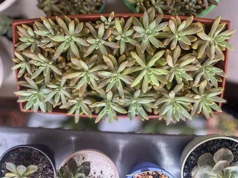 Rectangular vase with ornamental cactus Stock Photos