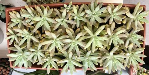 Rectangular vase with ornamental plants Stock Photos