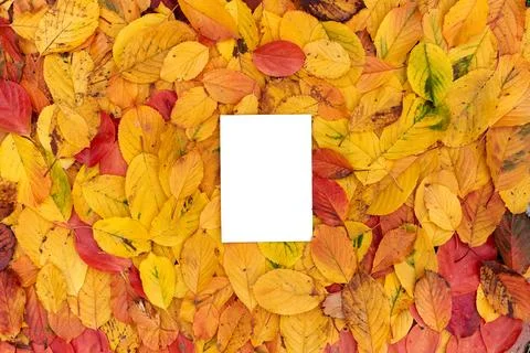 Rectangular vertical white empty frame lies on the autumn foliage 스톡 사진
