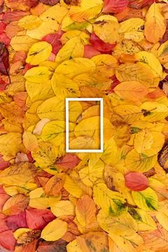 Rectangular vertical white frame on yellow and red fallen leaves 스톡 사진