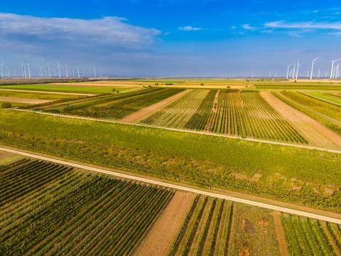 Rectangular vineyard parcels extend toward wind turbines. A farm road cuts .. Stock Photos