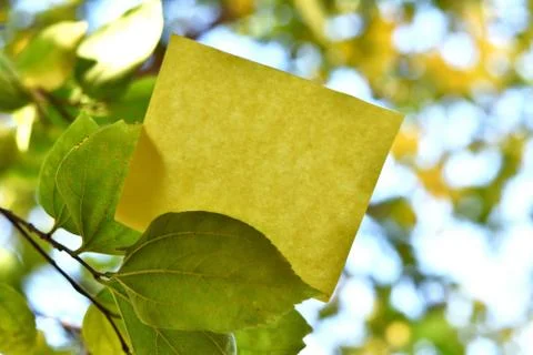 Rectangular yellow note paper attached on tree leaf under sunny day. Piece of Stock Photos