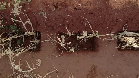 Rectangular zai pits in Kenya, Africa by drone Stock Footage 94090291