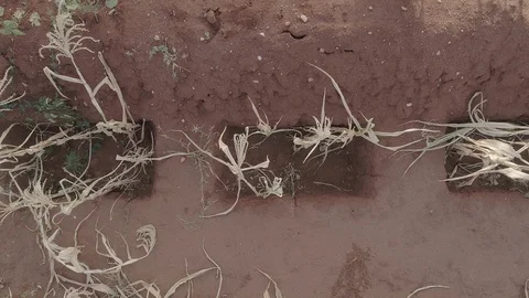 Rectangular zai pits in Kenya, Africa by drone Stock Footage 126936554