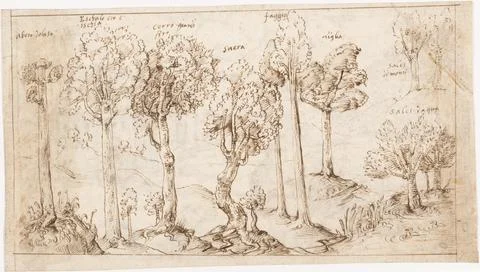 Recto: On Timber, the Species of Trees (Vitruvius, Book 2, Chapter 9, no. 4.. Stock Illustration