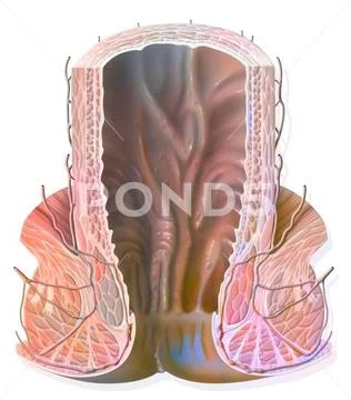Rectum drawing Rectum in frontal section consisting of the rectal bulb ...