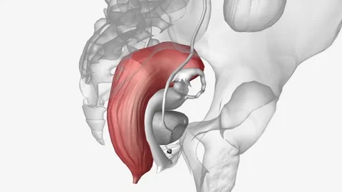 The rectum refers to the last four or five inches of the digestive tract Video stock 244667497