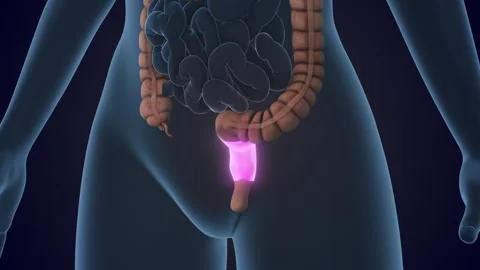 The Rectum is a section of the large intestine Stock-Footage 311001423