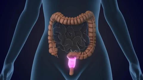 The Rectum is a section of the large intestine Stock Illustration