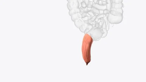 Rectum, terminal segment of the digestive system in which feces accumulate .. Stock Illustration