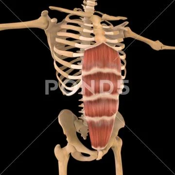 Rectus Abdominis Muscle Anatomy For Medical Concept 3D Illustration ...