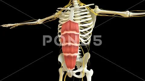 Rectus Abdominis Muscle anatomy for medical concept 3D rendering ...