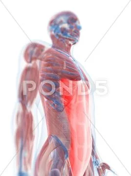 Rectus abdominis muscle, artwork Stock Illustration