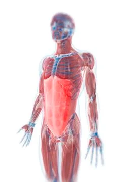 Rectus abdominis muscle, artwork Stock Illustration