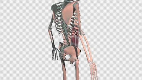 Rectus Abdominis  Muscles Full Roration Loop Video stock 153400911