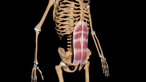 Rectus Abdominis Muscles on Skeleton Stock Footage 127622903
