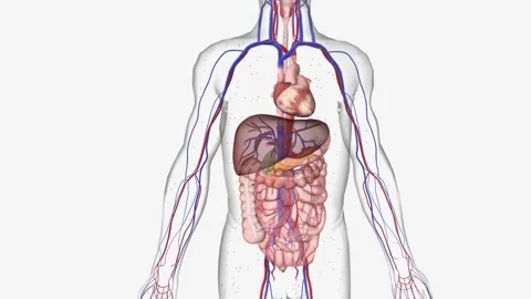 Recurrent hypoglycemia increases hepatic gluconeogenesis without affecting Stock Footage 244525437