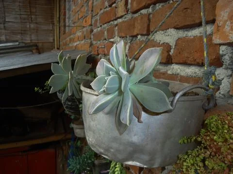 Recyclable pots with different types of plants Stock Photos