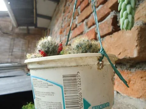 Recyclable pots with different types of plants Foto stock