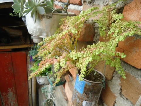 Recyclable pots with different types of plants Stockfoto's