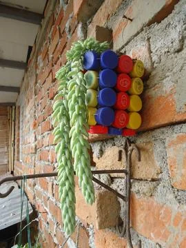 Recyclable pots with different types of plants Stock Photos