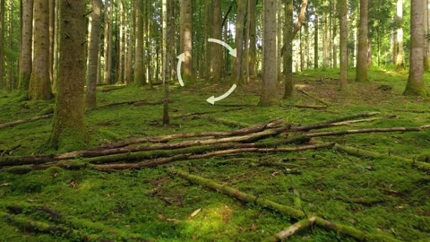 Recycle arrows environment in green sunny woods Vídeos de archivo 334077995
