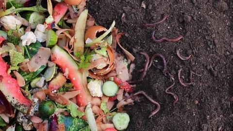 Recycle kitchen waste with the help of earthworms Stock Footage 92839834