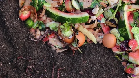 Recycle kitchen waste with the help of earthworms Stock Footage 92839866