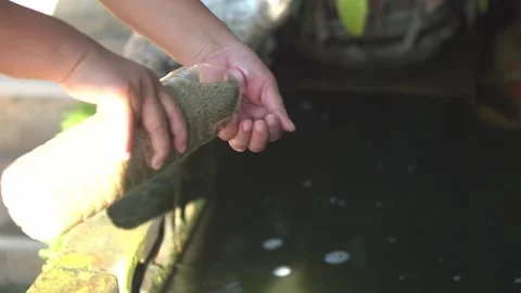 Recycle plastic bottles to feed fish. Waste recycle management, eco friendl.. Stock Footage 247493823