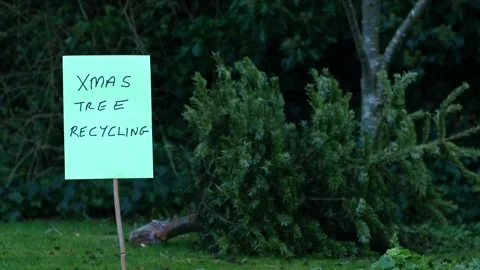 Recycling old Christmas tree Видео 262572088