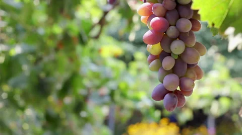 Red  4314 HD Stock Footage 28567185