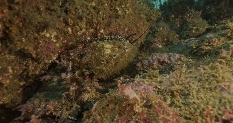 Red abalone foraging on rock Stock Footage 228657130