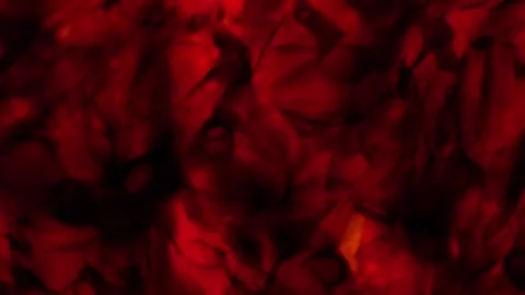 Red abstract background with fluid texture and organic pattern Stock Footage 321038462