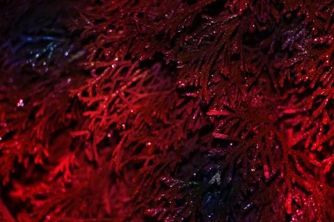 Red abstract background image on the basis of the branches of the arborvitae  Stockfoto's